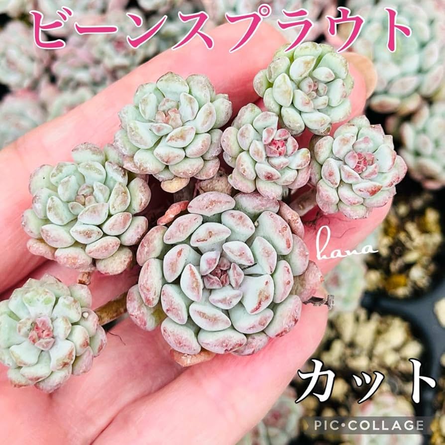 Amazon.co.jp: カット苗エケベリア『ビーンスプラウト』1苗 韓国苗